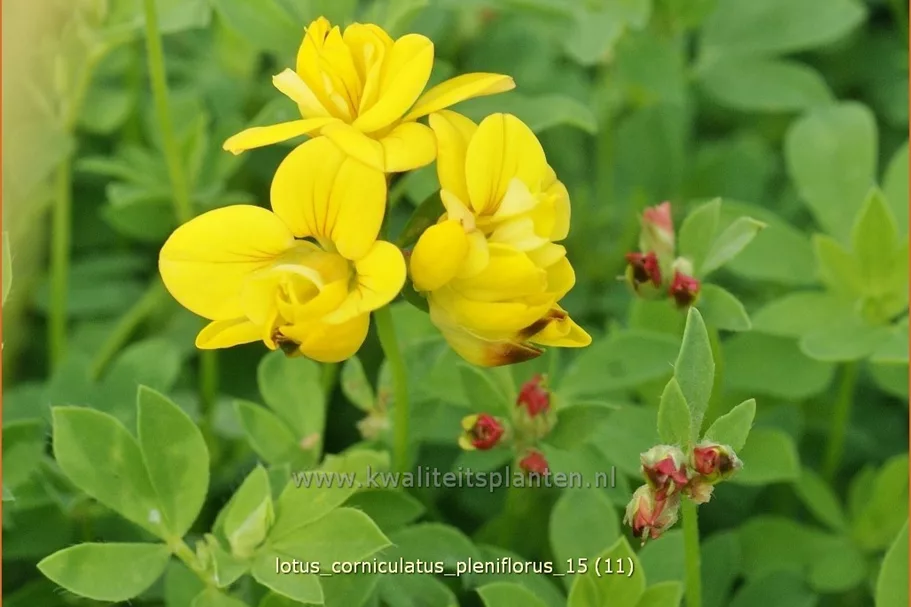 Lotus corniculatus 'Pleniflorus'