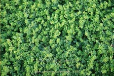Lotus corniculatus 'Pleniflorus'