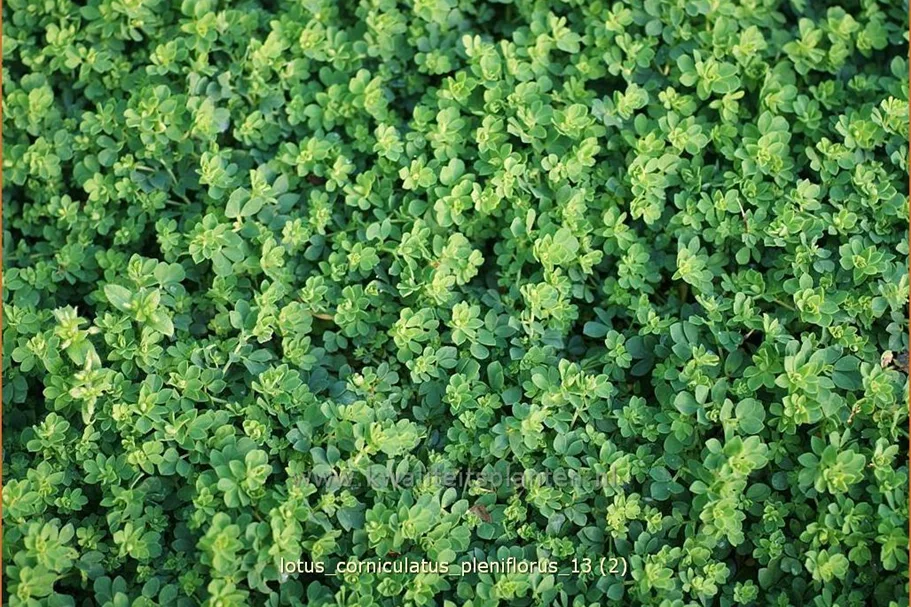 Lotus corniculatus 'Pleniflorus'