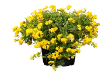 Lotus corniculatus 'Pleniflorus'