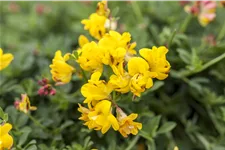 Lotus corniculatus 'Pleniflorus'