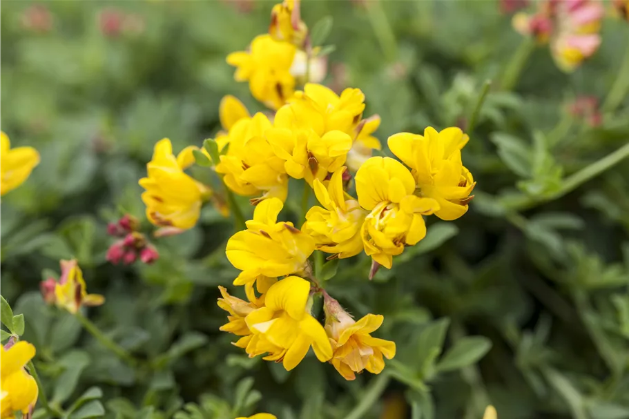 Lotus corniculatus 'Pleniflorus'