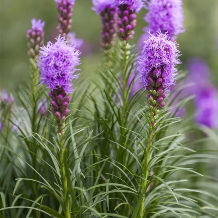 Liatris spicata