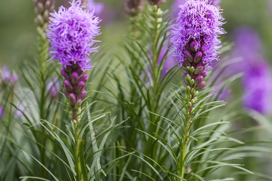 Liatris spicata