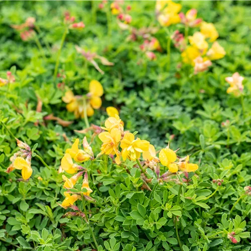 Lotus corniculatus 'Pleniflorus'