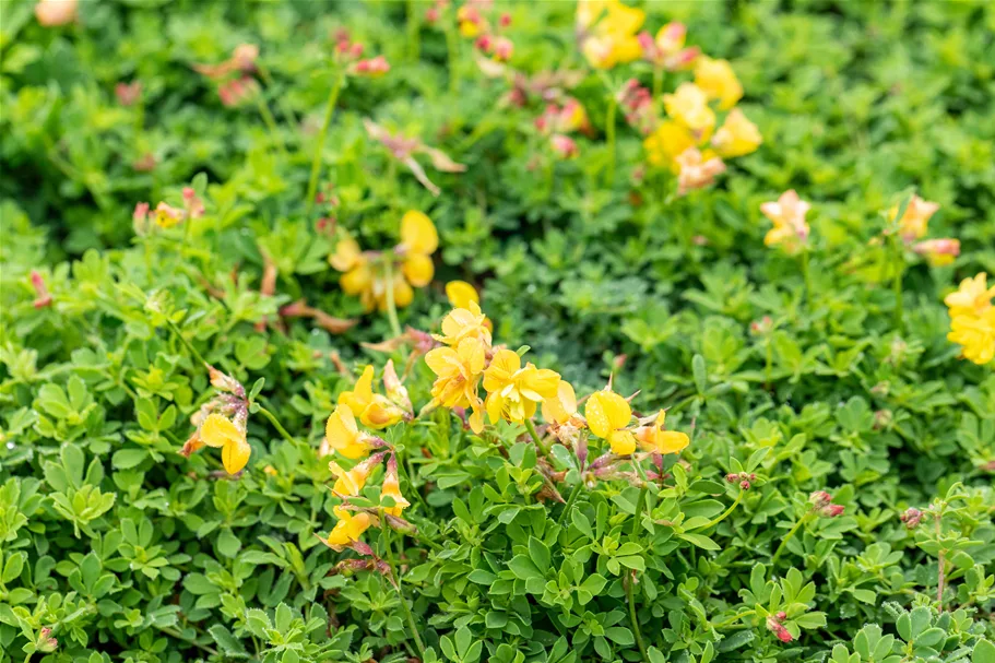 Lotus corniculatus 'Pleniflorus'
