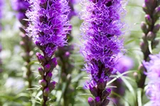 Liatris spicata