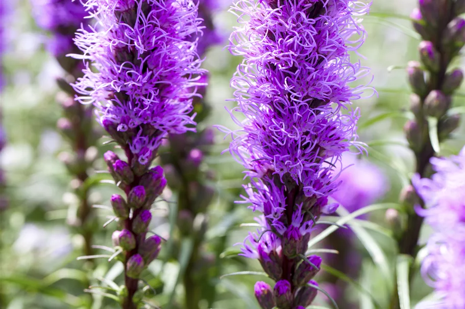 Liatris spicata