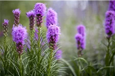 Liatris spicata