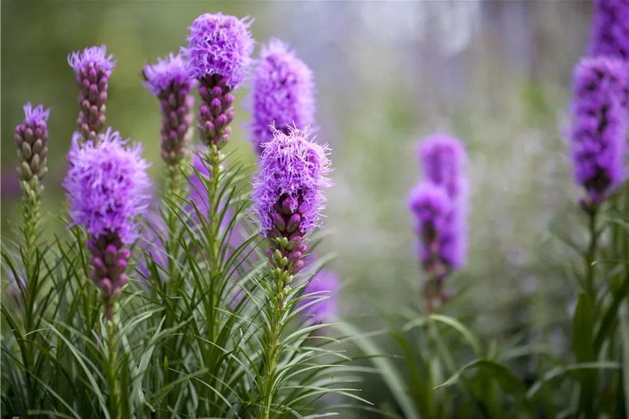 Liatris spicata