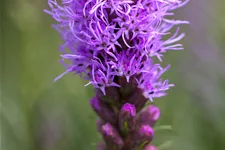 Liatris spicata