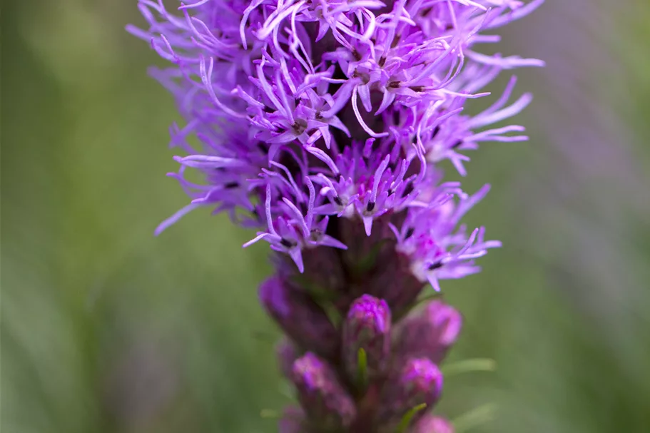 Liatris spicata