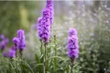 Liatris spicata
