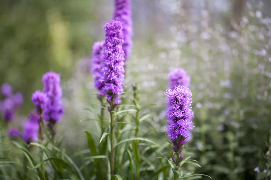 Liatris spicata