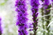 Liatris spicata