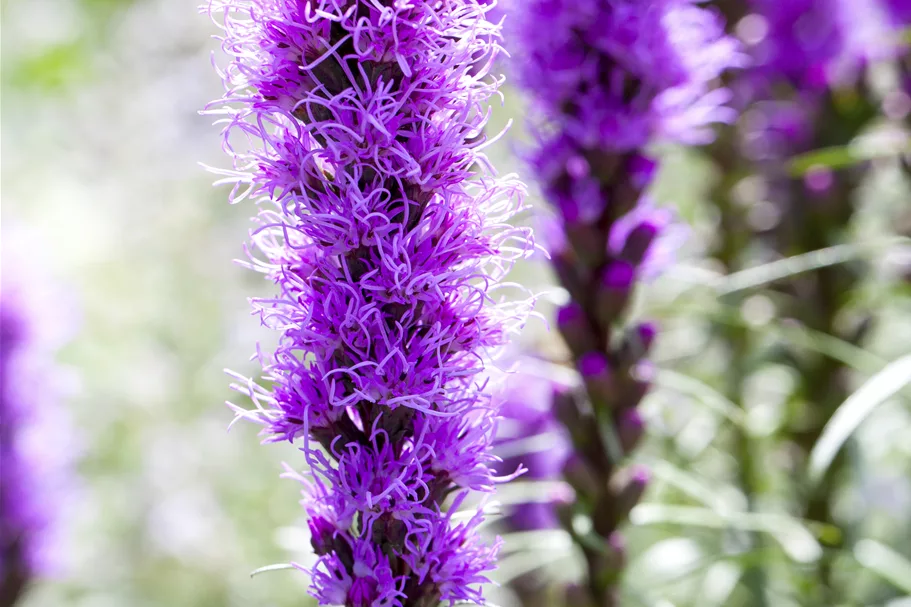 Liatris spicata