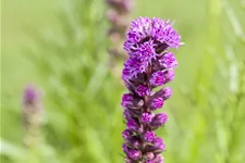 Liatris spicata