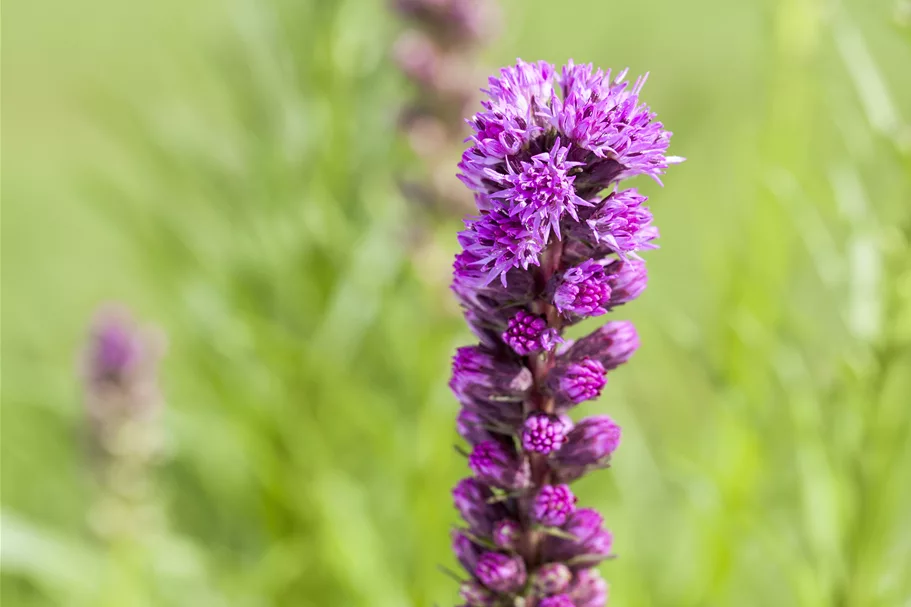 Liatris spicata