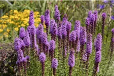 Liatris spicata