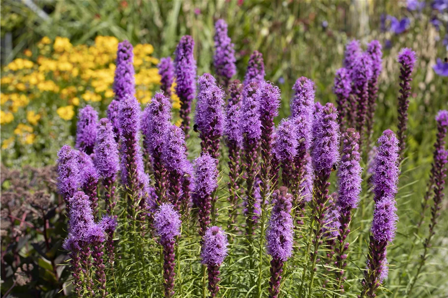 Liatris spicata