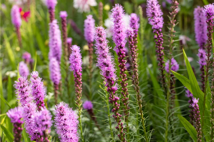 Liatris spicata