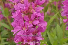 Lythrum salicaria 'Feuerkerze' Staude im 9x9 cm Vierecktopf