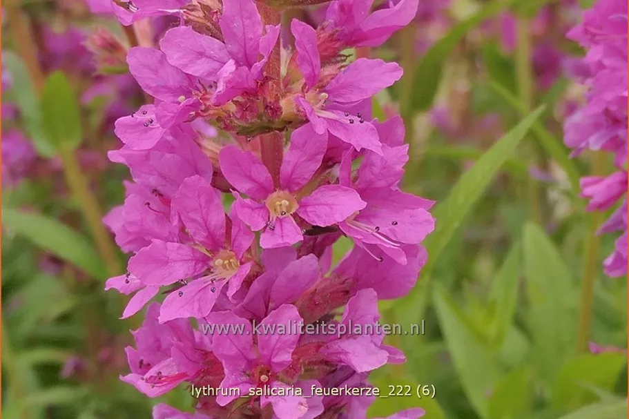 Lythrum salicaria 'Feuerkerze' Staude im 9x9 cm Vierecktopf