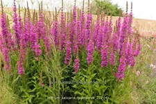 Lythrum salicaria 'Feuerkerze' Staude im 9x9 cm Vierecktopf