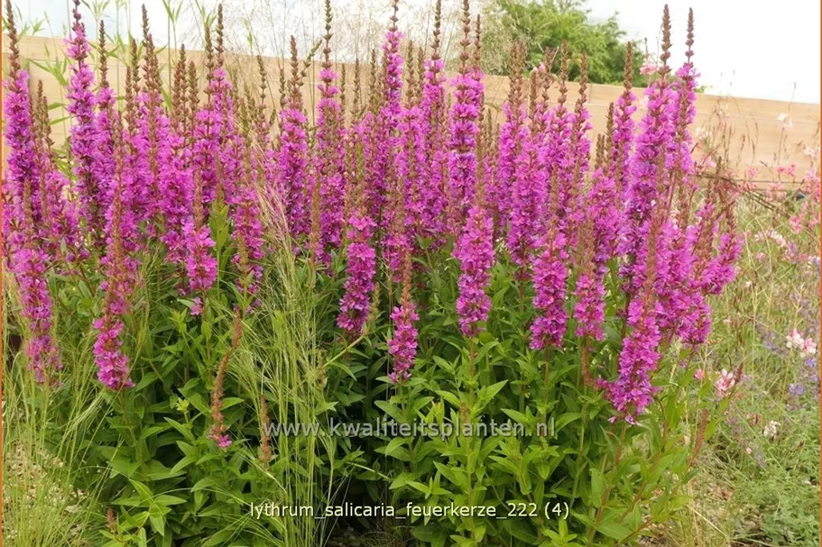 Lythrum salicaria 'Feuerkerze' Staude im 9x9 cm Vierecktopf