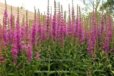 Lythrum salicaria 'Feuerkerze' Staude im 9x9 cm Vierecktopf