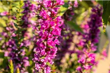 Lythrum salicaria 'Robin'