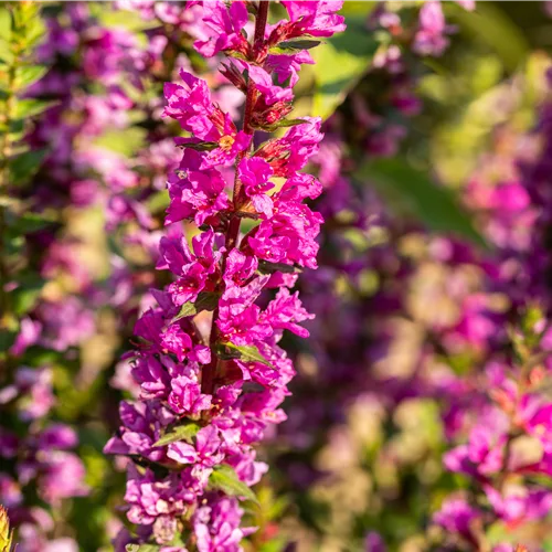Lythrum salicaria 'Feuerkerze'