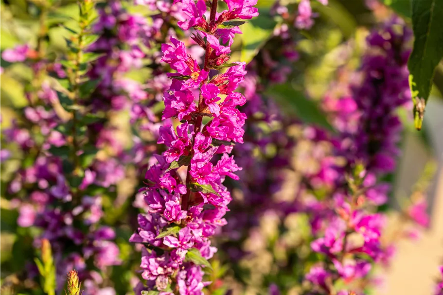 Lythrum salicaria 'Robin'