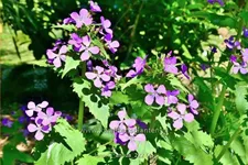 Lunaria annua
