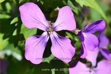 Lunaria annua
