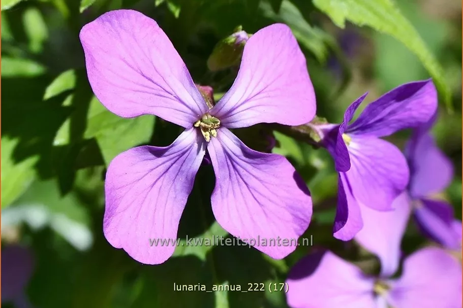 Lunaria annua