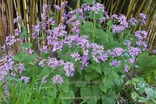 Lunaria annua