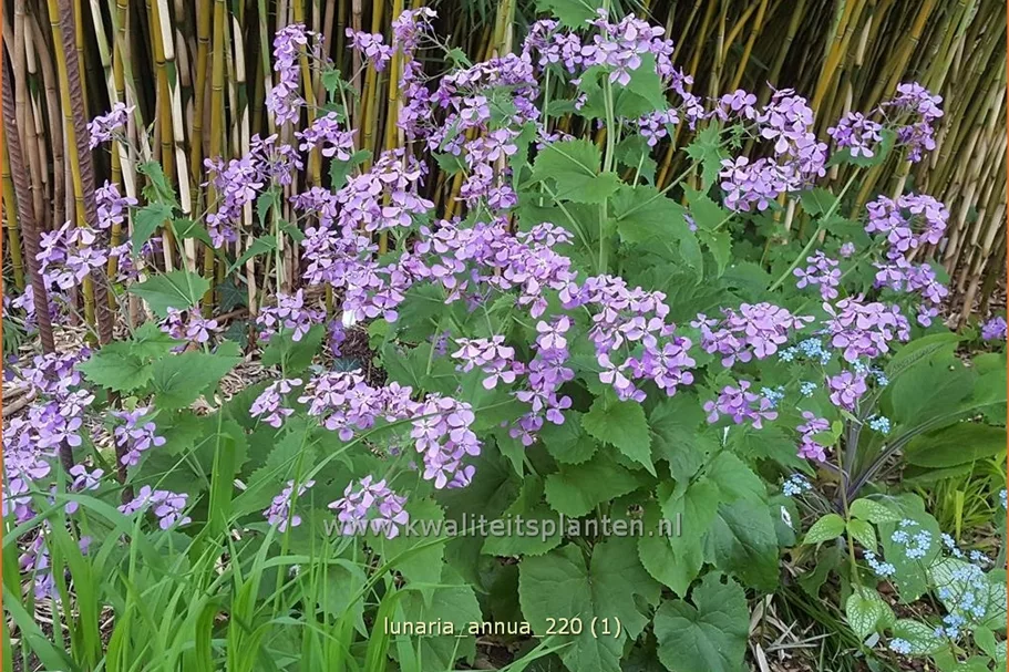 Lunaria annua