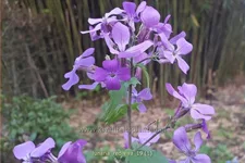 Lunaria annua