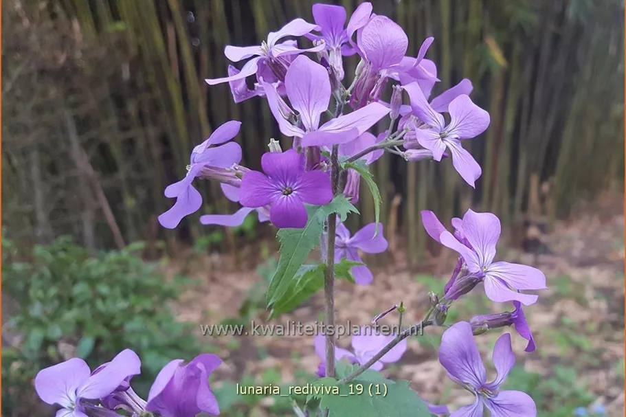 Lunaria annua