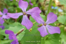 Lunaria annua