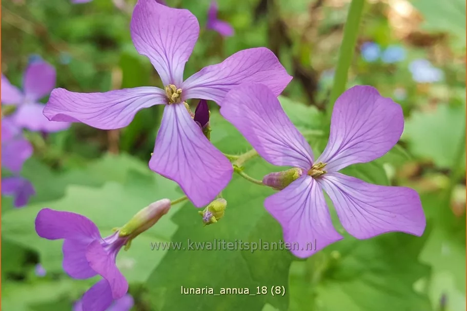 Lunaria annua