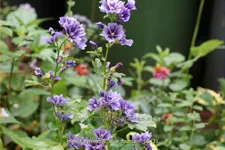 Malva sylvestris 'Blue Fountain'