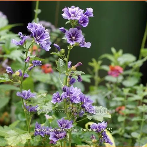 Malva sylvestris 'Blue Fountain'