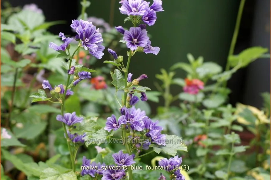 Malva sylvestris 'Blue Fountain'