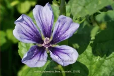 Malva sylvestris 'Blue Fountain'