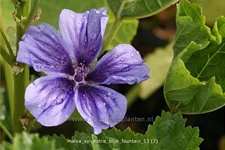 Malva sylvestris 'Blue Fountain'