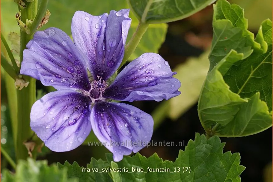 Malva sylvestris 'Blue Fountain'