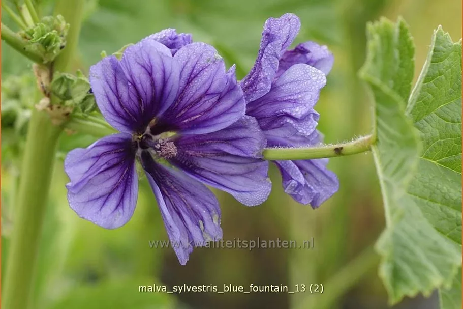 Malva sylvestris 'Blue Fountain'