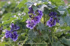 Malva sylvestris 'Blue Fountain'